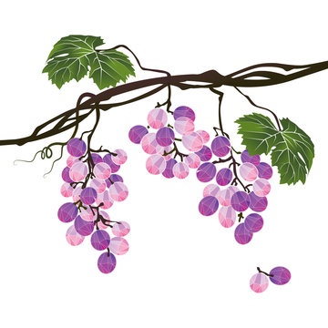 Stylized polygonal branch of purple grapes on white background