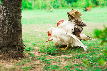 Duckbreed