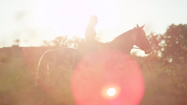 SLOW MOTION: Beautiful girl riding white horse in blooming pink field at sunset
