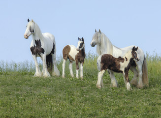 Obraz premium Gypsy Vanner Horse Horse mares and foals in tall grass meadow