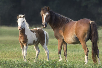 Obraz na płótnie Canvas Shetland Pony mare and foal