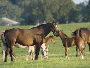 Thoroughbred Horse mares with foals in open green paddock