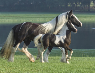 Gypsy Vanner Horse mare and foal by pond