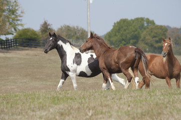 tennessee walking horse in pasture