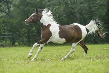 Obraz na płótnie Canvas national show horse mare running across grass paddock