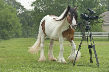 Obraz na płótnie Canvas Gypsy Vanner horse with video camera in paddock
