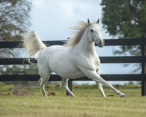 Obraz na płótnie Canvas welsch pony-arabian horse filly