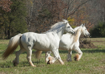 Obraz na płótnie Canvas Gypsy Horse mares running in grass paddock