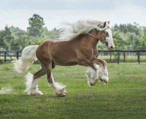 Obraz na płótnie Canvas Gypsy Horse mare running in grass paddock