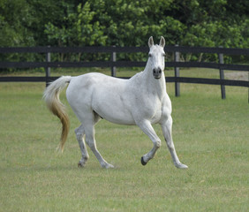 Grey horse running in grass pasture
