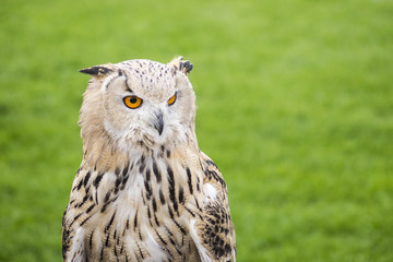 Eurasian eagle owl (bubo bubo) on green blurred background