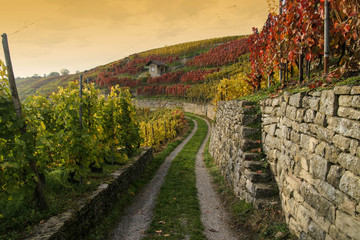 Weinberge im Herbst