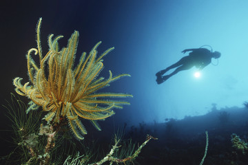 Underwater shoot of a female scuba diver swimming by coral reef and feather star