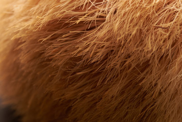 shaving brush close-up