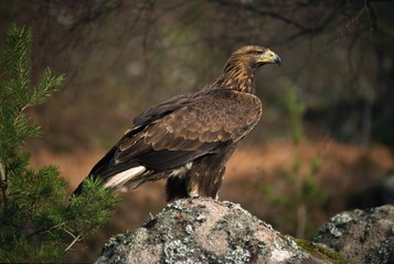 Portrait of a golden eagle, Highlands, Scotland