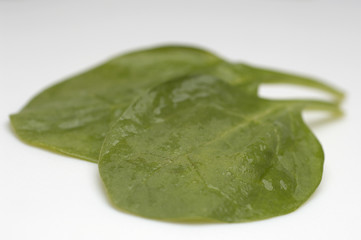 Closeup of fresh wet spinach leaves over white background