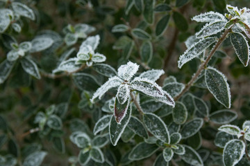 Frozen leaves of a plant in winter