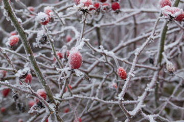 Red briar berry in snow, winter background