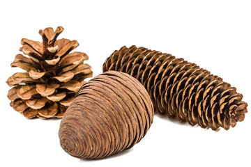 Beautiful pine cones isolated on a white background