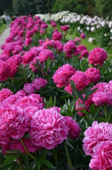 Fresh blooming beautiful peony flowers in the garden 