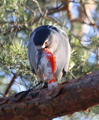 Heron eating Koi