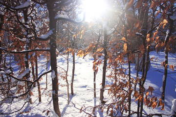 sun shines through winter forest