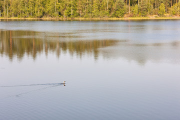 lake with a swimming loon