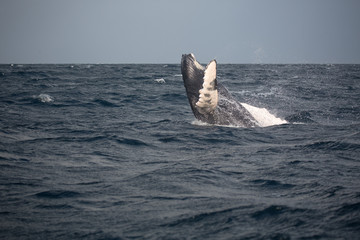 Fototapeta premium Jump of humpback whale in Samana, Dominican republic