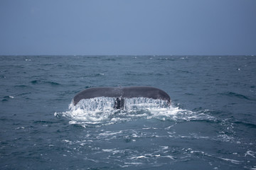 Fototapeta premium Humpback whale tail in Samana, Dominican republic