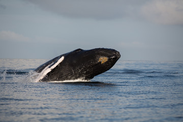 Fototapeta premium Jump of humpback whale in Samana, Dominican republic