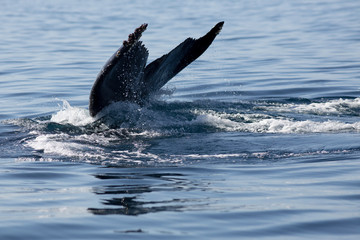 Fototapeta premium Humpback whale tail in Samana, Dominican republic