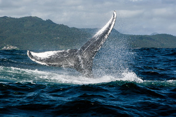 Fototapeta premium Humpback whale tail in Samana, Dominican republic