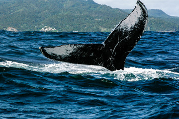 Fototapeta premium Humpback whale tail in Samana, Dominican republic