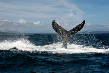 Fototapeta premium Humpback whale tail in Samana, Dominican republic