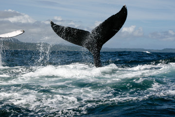 Fototapeta premium Humpback whale tail in Samana, Dominican republic