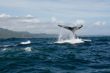 Fototapeta premium Humpback whale tail in Samana, Dominican republic