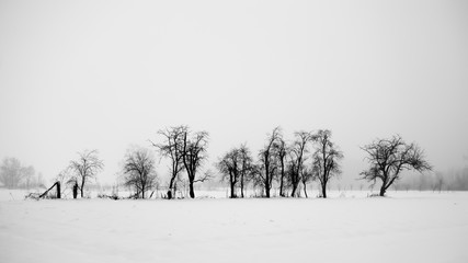 Tress and snow. Winter landscape. Black and white.