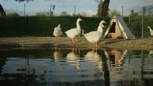 CLOSE UP: Cute geese standing on the edge of artificial pond drinking water