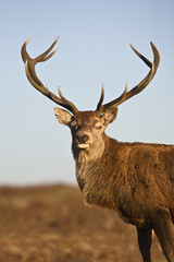 Red Deer animal portrait