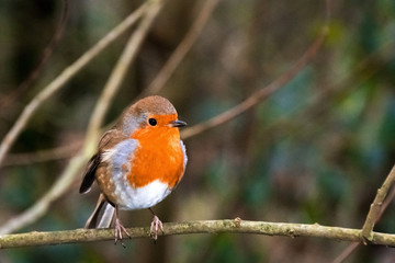 Robin at Leighton Moss RSPB bird reserve reed beds