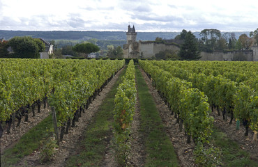 Vineyard, Chinon, Indre-et-Loire, Touraine, France