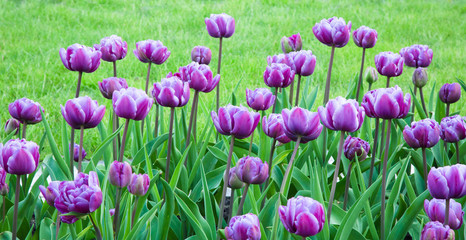 Obraz premium Beautiful Tulips Flowers Background.