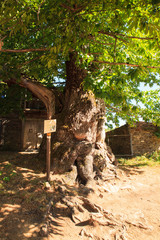 Fototapeta na wymiar View of big chestnut tree along the way of St. James