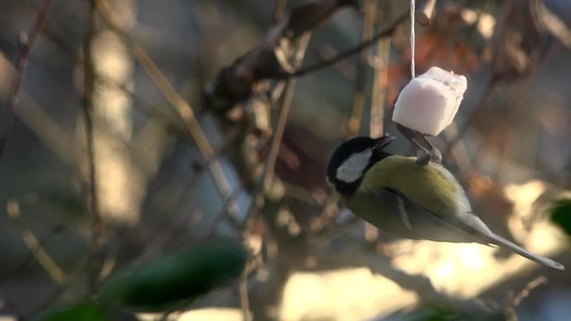 Titmouse eating lard. Titmouse near  window caressing lard.