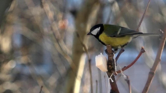 Titmouse eating lard. Titmouse near  window caressing lard.
