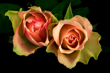 Fototapeta na wymiar Poem of roses