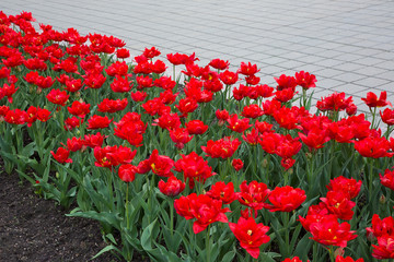 Fragment of a FlowerBed with Red Tulips Flowers
