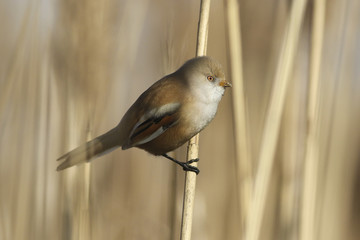 Bearded parrotbill Panurus biarmicus female