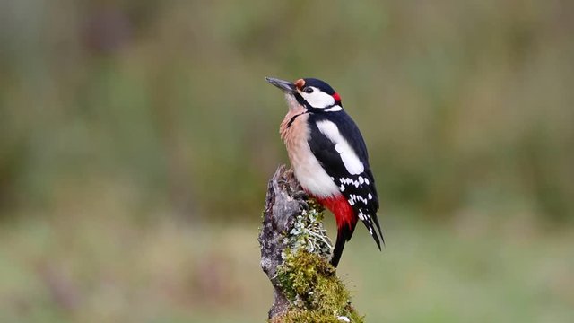 Great spotted woodpecker perched on a log.
