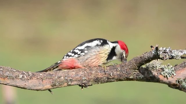 Middle spotted woodpecker perched on a tree.
